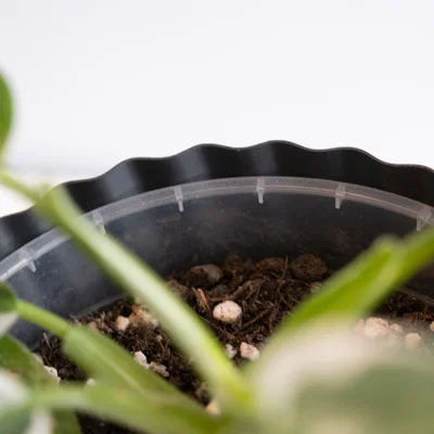 Chậu cây vase mode LINES (flowerpot/planter)