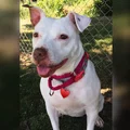 Dây chuyền Pit bull – charm Pit bull, trang sức chó cưng, charm/necklace Adoption - Thumbnail 3