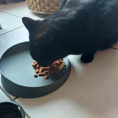 Chén ăn mèo Whisker Relief (Whisker Relief Cat Bowl)