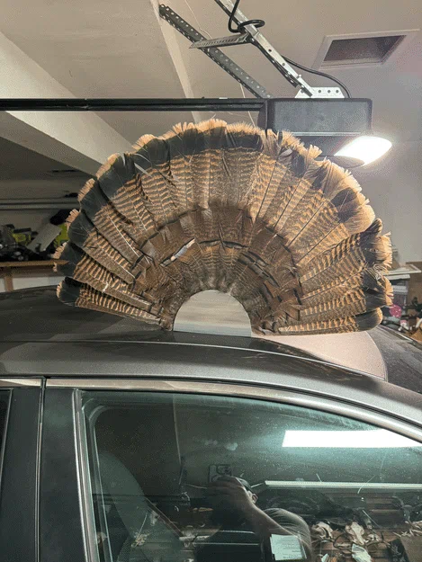 Giá Treo Tường Đuôi Xòe Gà Tây (Turkey Fan Tail Wall Mount) - Image 3