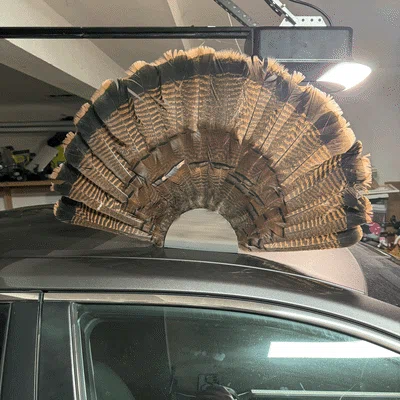 Giá Treo Tường Đuôi Xòe Gà Tây (Turkey Fan Tail Wall Mount)