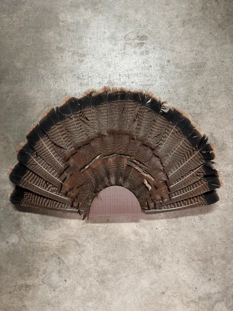 Giá Treo Tường Đuôi Xòe Gà Tây (Turkey Fan Tail Wall Mount) - Image 5