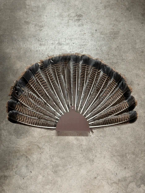 Giá Treo Tường Đuôi Xòe Gà Tây (Turkey Fan Tail Wall Mount) - Image 7