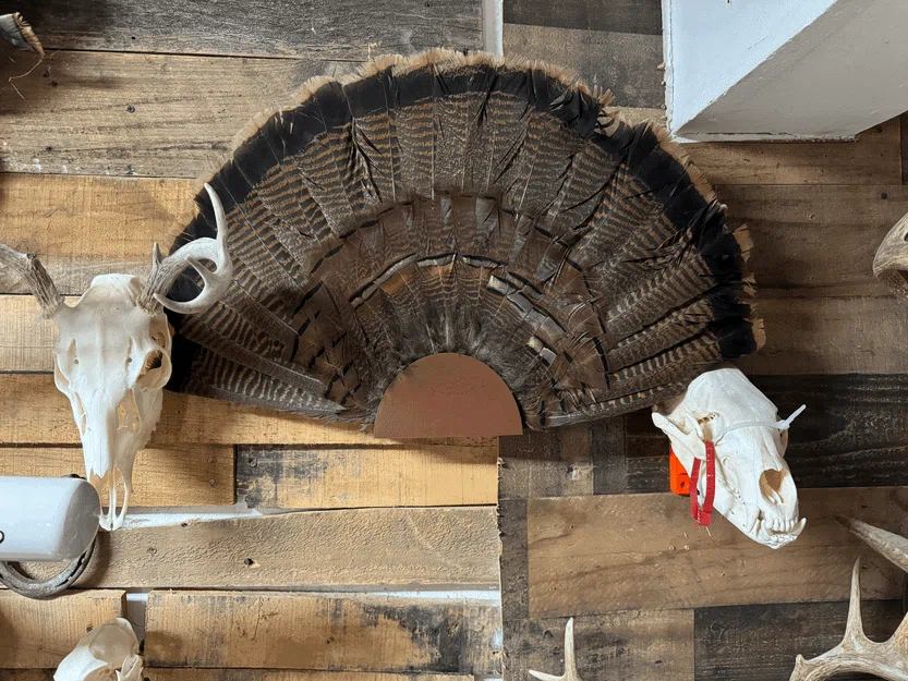 Giá Treo Tường Đuôi Xòe Gà Tây (Turkey Fan Tail Wall Mount) - Image 8