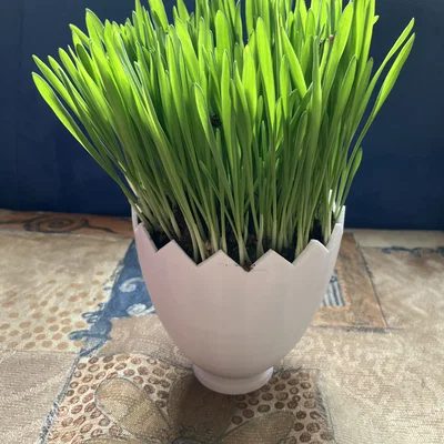 Mô hình 3D chậu cây vỏ trứng nứt trang trí Phục sinh