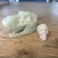 Mô hình hộp sọ T-Rex và đầu lâu người in 3D nghệ thuật - Thumbnail 1