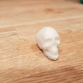 Mô hình hộp sọ T-Rex và đầu lâu người in 3D nghệ thuật - Thumbnail 5