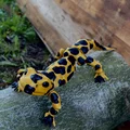 Mô hình kỳ giông (Salamander) in 3D với khớp nối linh hoạt - Thumbnail 1