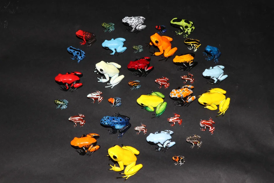 Ếch độc Poison Dart Frogs - Image 1