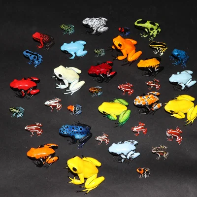 Ếch độc Poison Dart Frogs
