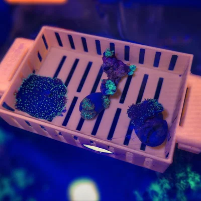 Khay ươm frag nổi cho bể cá – Floating reef frag tray – Print in place