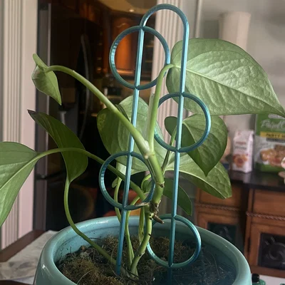 Khung đỡ cây cảnh Circles Plant Trellis - Hỗ trợ cây leo phát triển