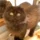 jASMINO_2820227