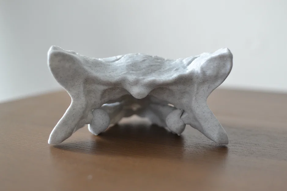 Hộp sọ Ankylosaurus - Image 3