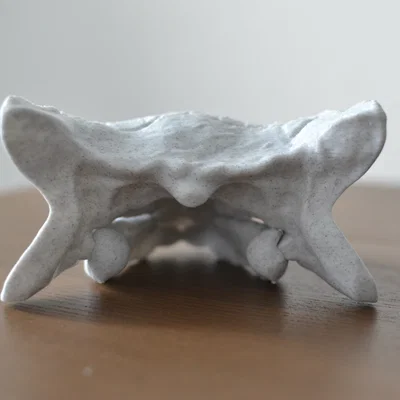 Hộp sọ Ankylosaurus