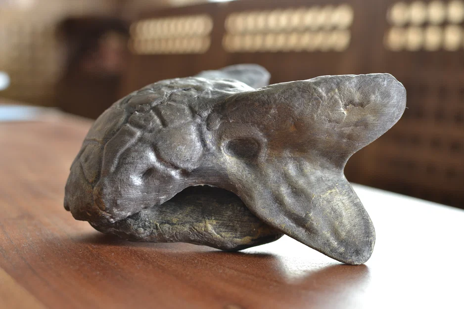 Hộp sọ Ankylosaurus - Image 4