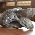 Hộp sọ Ankylosaurus - Thumbnail 4