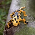 Mô hình kỳ giông Flexi Salamander linh hoạt in 3D cực dễ - Thumbnail 1