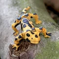 Mô hình kỳ giông Flexi Salamander linh hoạt in 3D cực dễ - Thumbnail 2