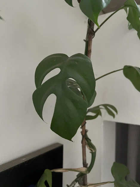 Tượng Treo Tường Lá Monstera - Image 6