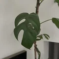 Tượng Treo Tường Lá Monstera - Thumbnail 6