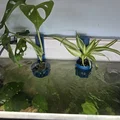 Chậu trồng cây cho hồ cá (Aquarium planters) - Thumbnail 2