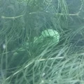 Kẹp Giữ Cây Thủy Sinh In 3D (Aquarium Plant Holder) - Thumbnail 4