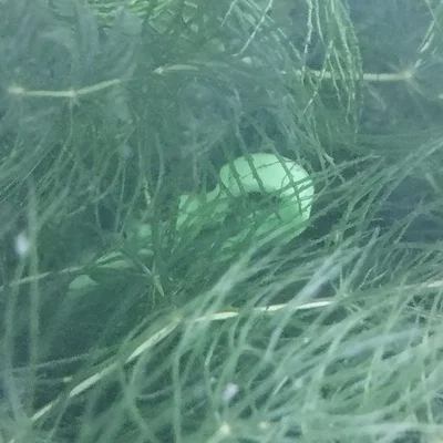 Kẹp Giữ Cây Thủy Sinh In 3D (Aquarium Plant Holder)