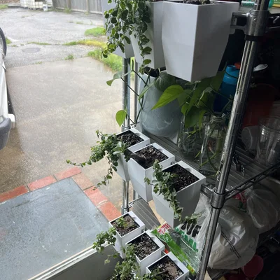 Chậu treo cho kệ dây (Wire Shelf Hanging Planter)
