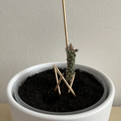 Khung đỡ cây cảnh xếp chồng (Stackable plant support) cho sen đá, xương rồng