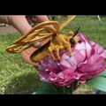 Mô hình bướm Flexi Butterfly linh hoạt in 3D không cần support - Thumbnail 1