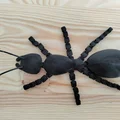 Kiến khớp nối (Articulated Ant) - Thumbnail 3
