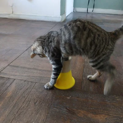 Đồ chơi bánh thưởng cho mèo (Cat treat toy)