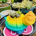 Chậu cây hình Rùa kèm Khay hứng nước (Drip Tray) - Thumbnail 7