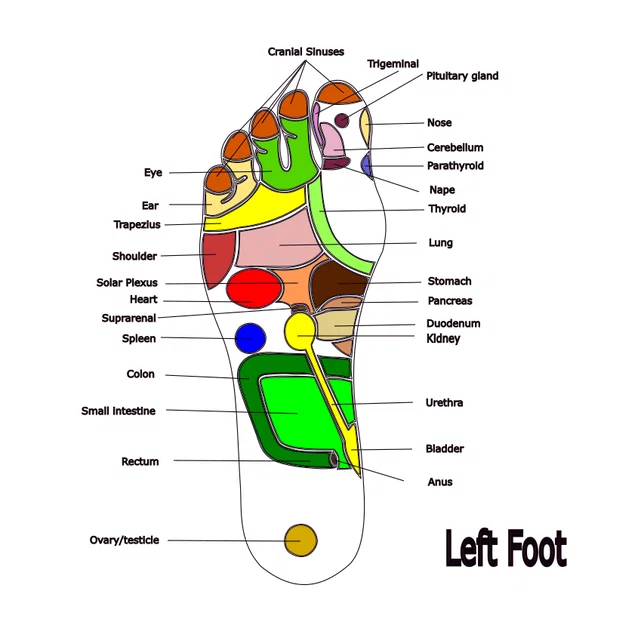 Bấm Huyệt Bàn Chân (Foot Reflexology) - Image 1