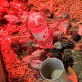 Bình uống nước cho gà con & chim cút (Chick, quail water dispenser) - Thumbnail 3