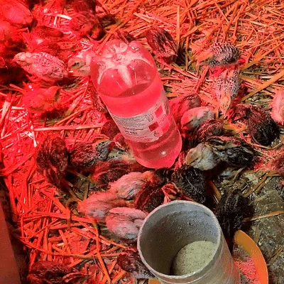 Bình uống nước cho gà con & chim cút (Chick, quail water dispenser)