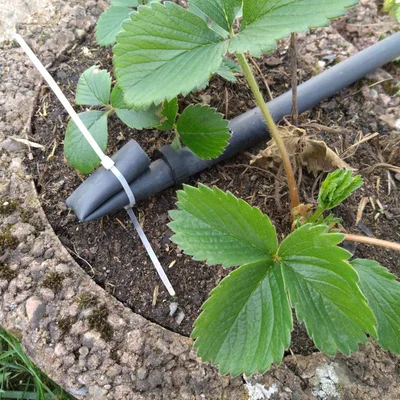 Chốt tưới (Irrigation Pegs) 16mm