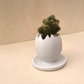 Chậu trồng cây vỏ trứng (Egg Shell planter) - Thumbnail 1