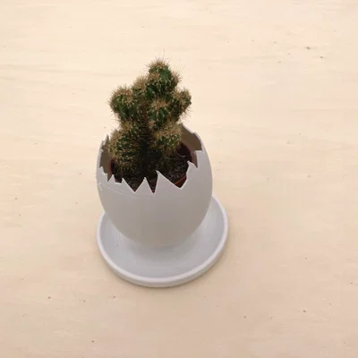 Chậu trồng cây vỏ trứng (Egg Shell planter)