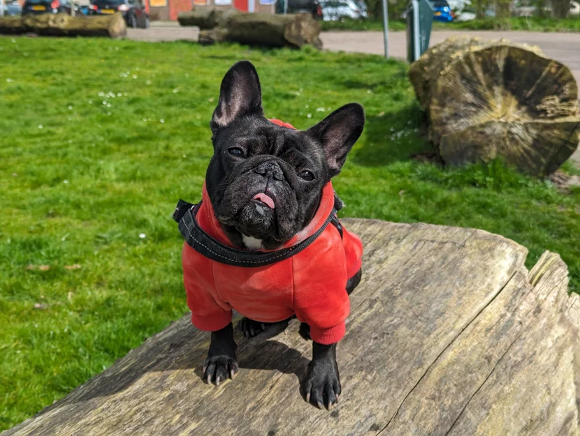 Josy – Chó French Bulldog (Bulldog Pháp) - Image 10