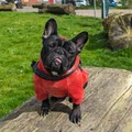 Josy – Chó French Bulldog (Bulldog Pháp) - Thumbnail 10