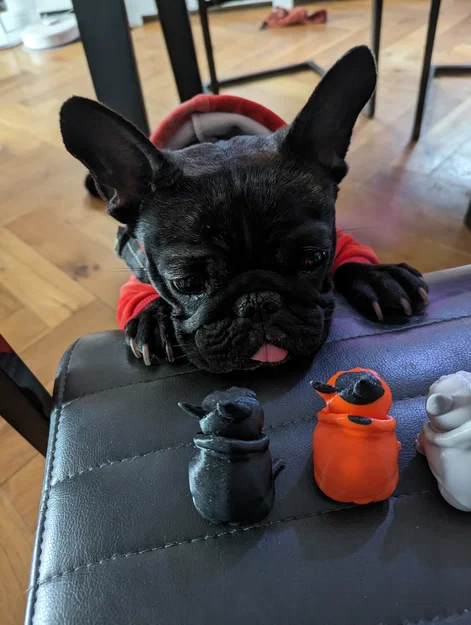 Josy – Chó French Bulldog (Bulldog Pháp) - Image 11