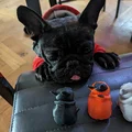 Josy – Chó French Bulldog (Bulldog Pháp) - Thumbnail 11