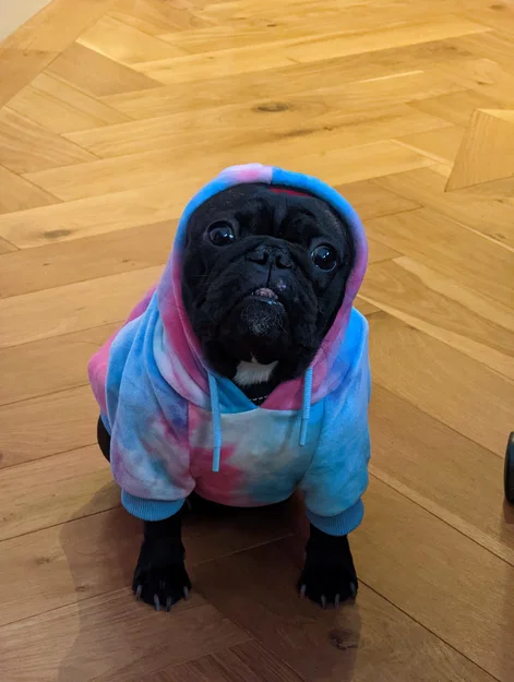 Josy – Chó French Bulldog (Bulldog Pháp) - Image 12