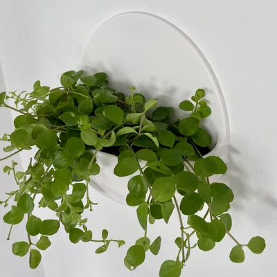 Chậu cây treo tường (Wall planter) nổi – thiết kế hiện đại