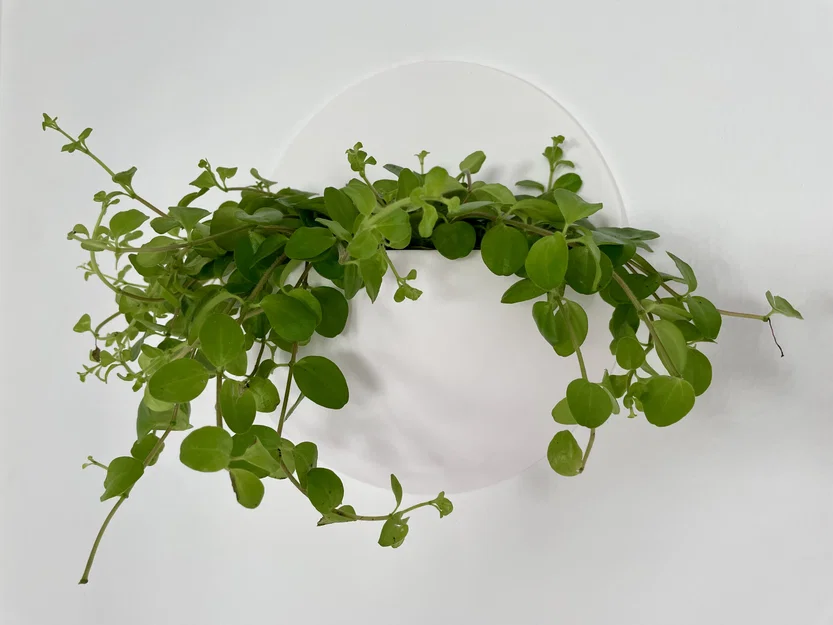 Chậu cây treo tường (Wall planter) nổi – thiết kế hiện đại - Image 2