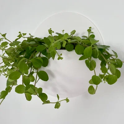 Chậu cây treo tường (Wall planter) nổi – thiết kế hiện đại