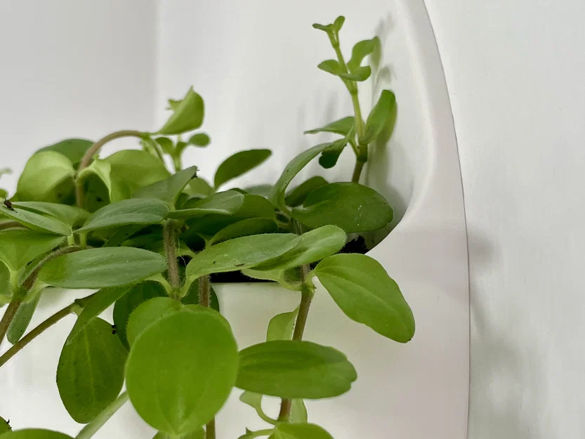 Chậu cây treo tường (Wall planter) nổi – thiết kế hiện đại - Image 3