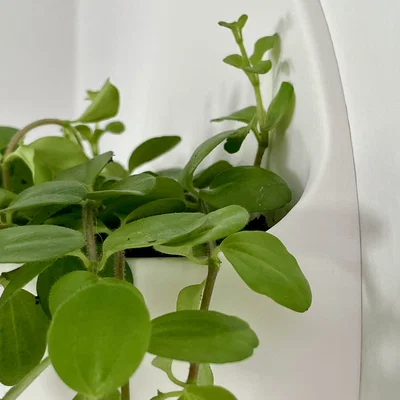 Chậu cây treo tường (Wall planter) nổi – thiết kế hiện đại